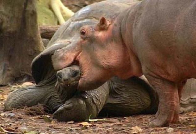 TurtleHippo.com